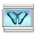 Butterfly [ref:50487378379030]
