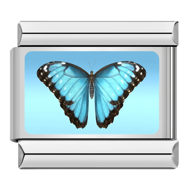 Butterfly [ref:50487378379030]