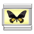 Butterfly [ref:50487378411798]