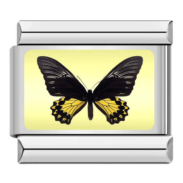 Butterfly [ref:50487378411798]