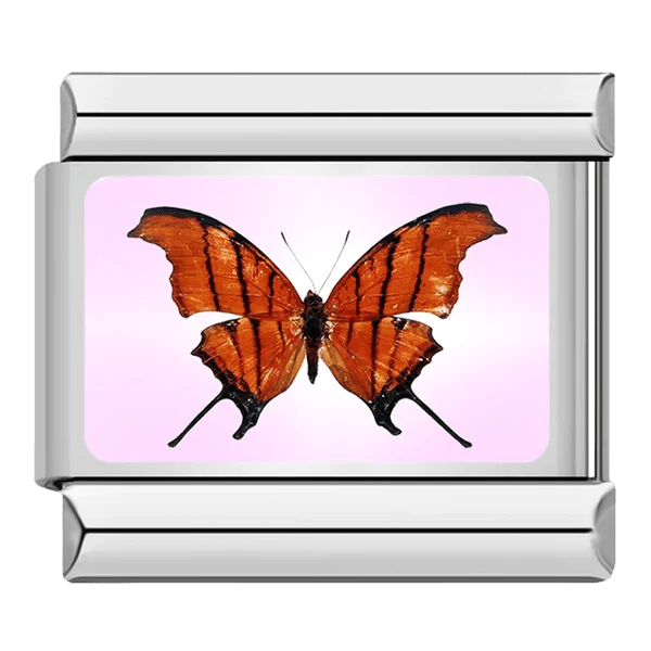 Butterfly [ref:50487378444566]