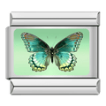 Butterfly [ref:50487378477334]
