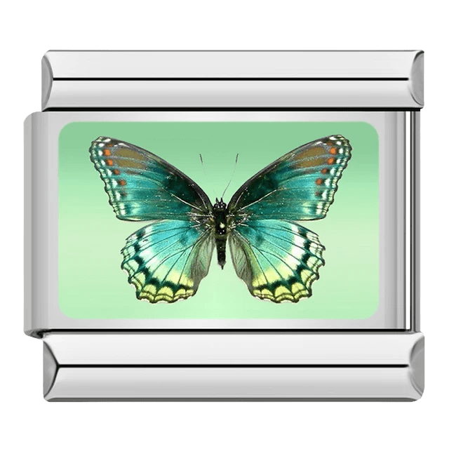 Butterfly [ref:50487378477334]
