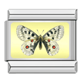 Butterfly [ref:50487378510102]