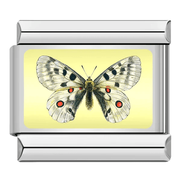 Butterfly [ref:50487378510102]