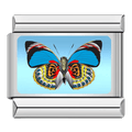 Butterfly [ref:50487379820822]