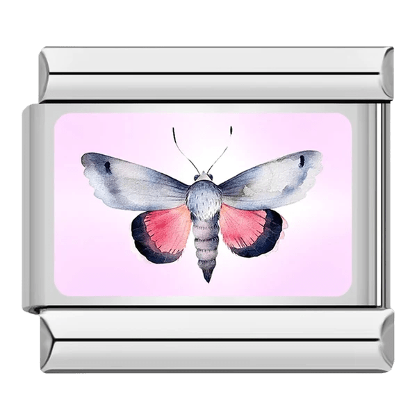 Butterfly [ref:50487379853590]