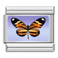 Butterfly [ref:50487379886358]