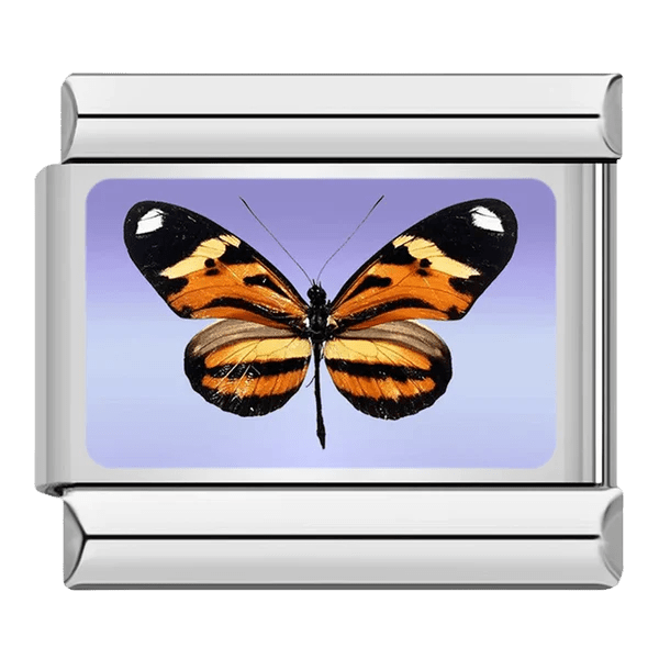 Butterfly [ref:50487379886358]