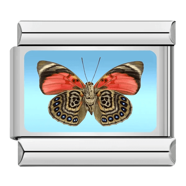 Butterfly [ref:50487381000470]
